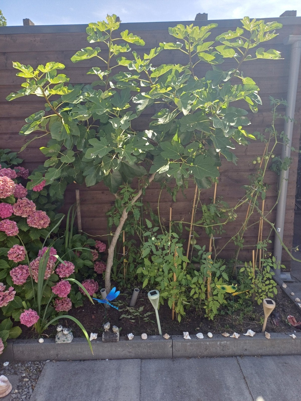 Grote vijgenboom, Ophalen, Volle zon, Vaste plant, Zomer