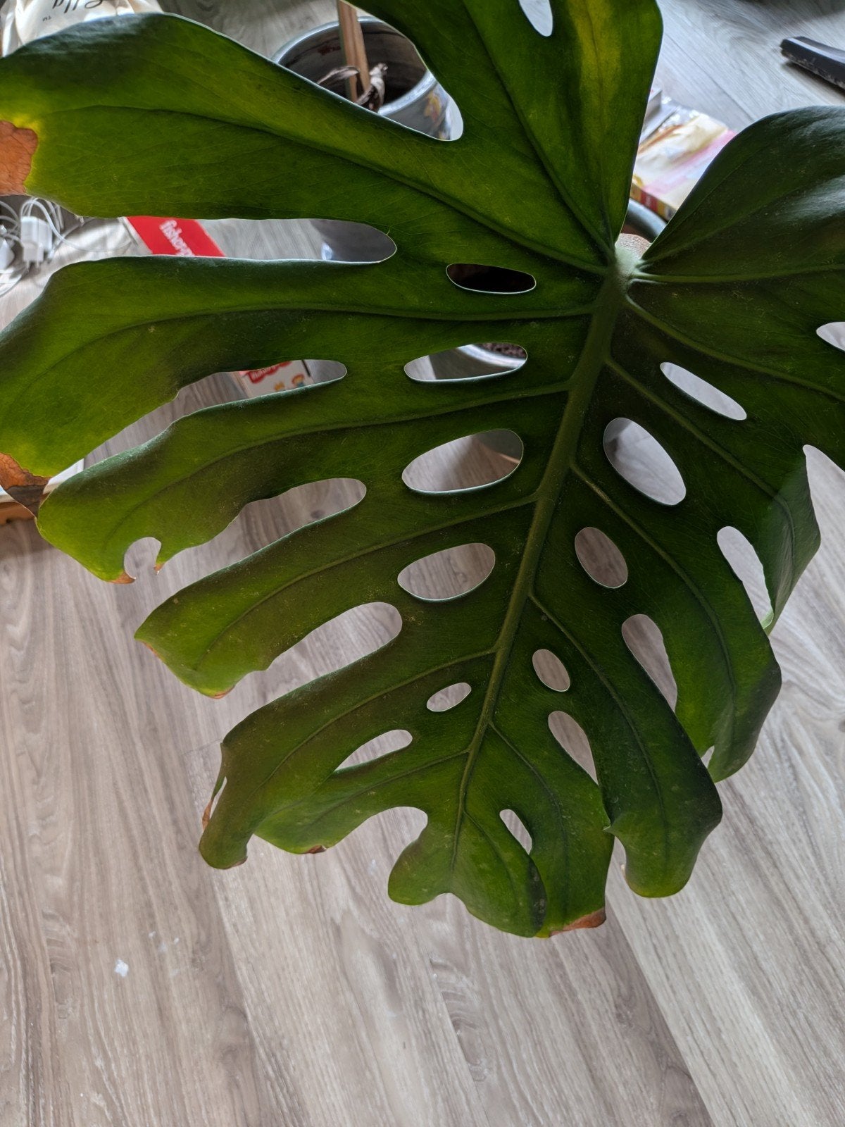 Monstera Deliciosa stek, Vaste plant, Bloeit niet, Halfschaduw, Ophalen