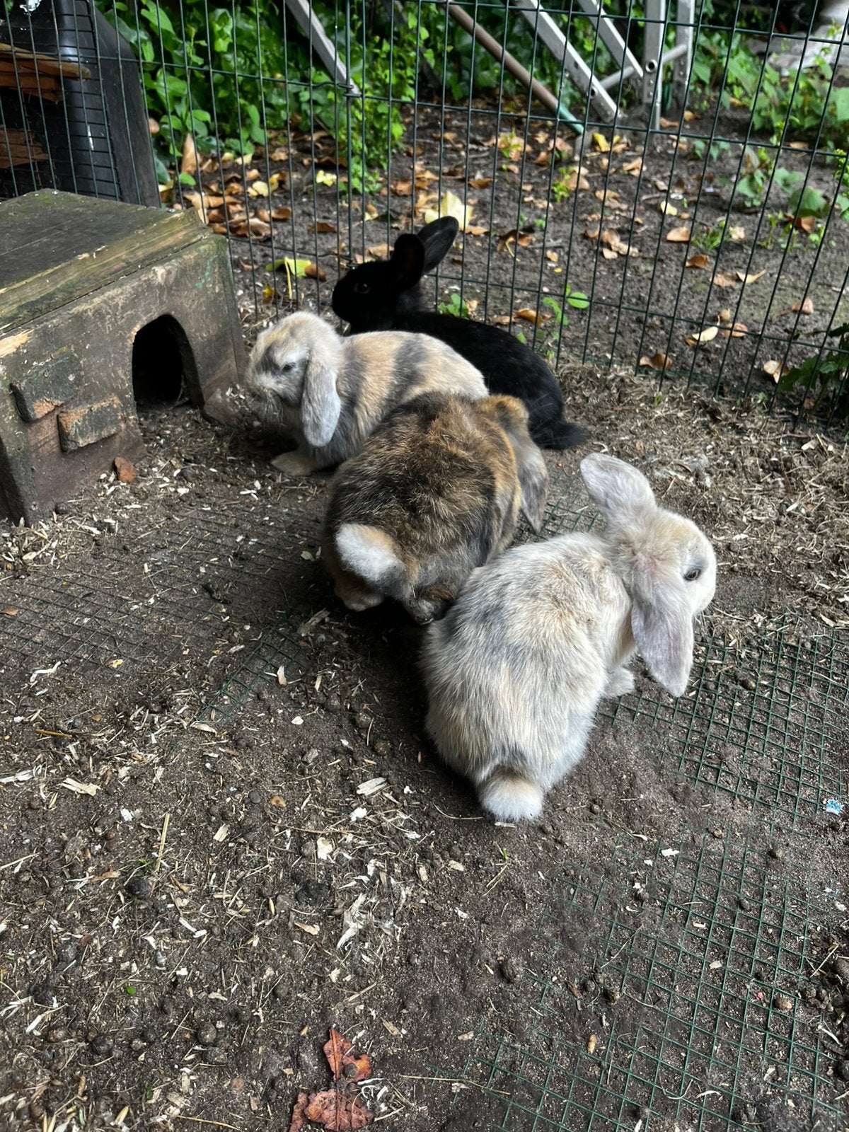 Jonge konijnen, Dieren en Toebehoren, Konijnen, Meerdere dieren