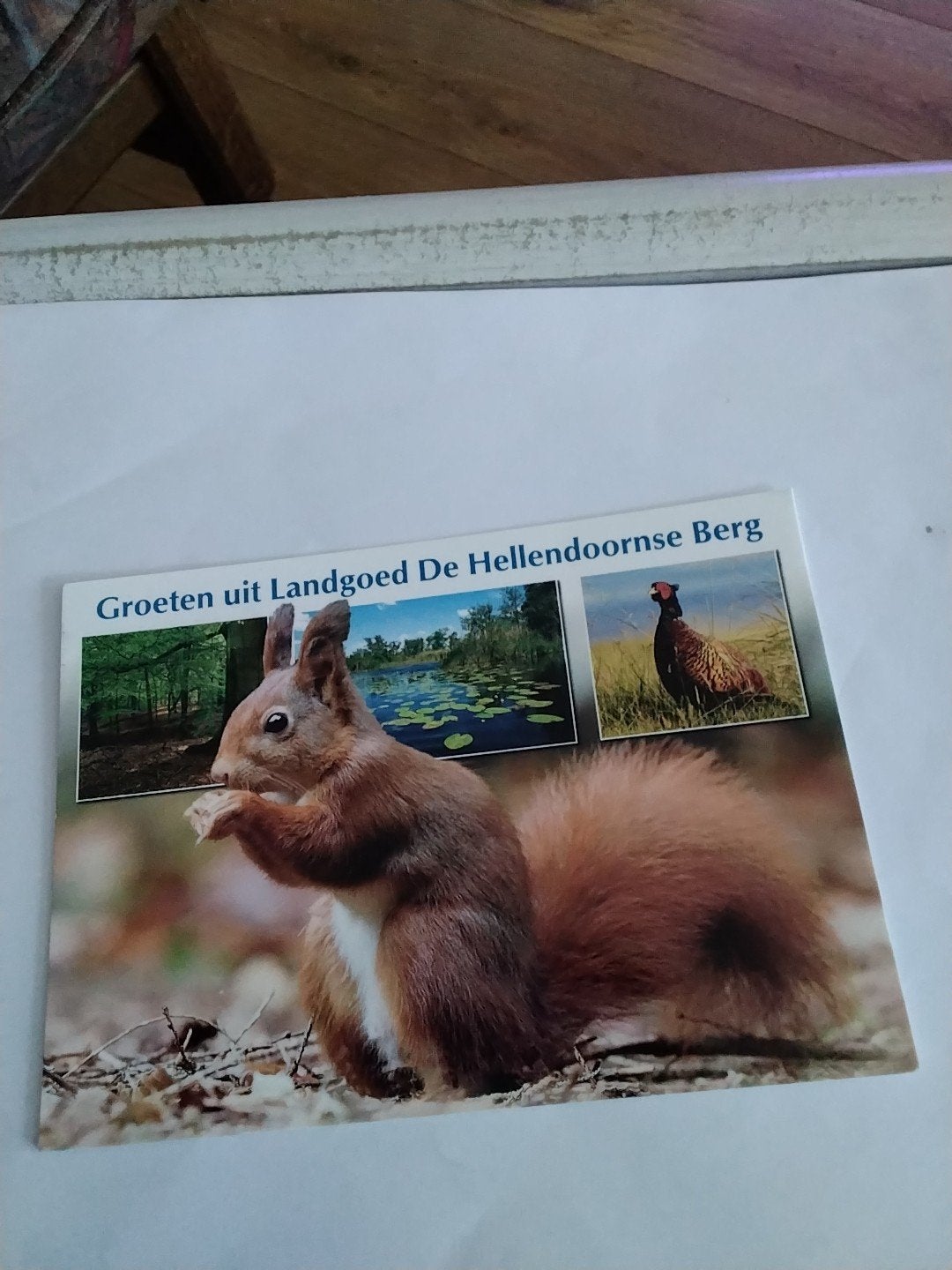 Ansichtkaart Landgoed De Hellendoornse Berg -  Eekhoorn, Ophalen of Verzenden, 1980 tot heden, Gelopen, Overijssel