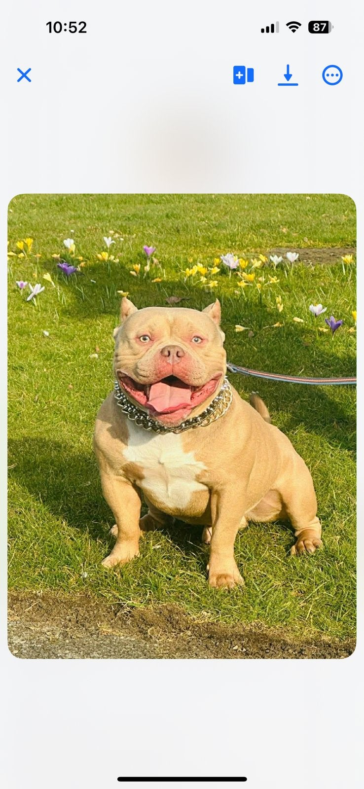 Pocket bully, Dieren en Toebehoren, België, Particulier, Reu, Parvo