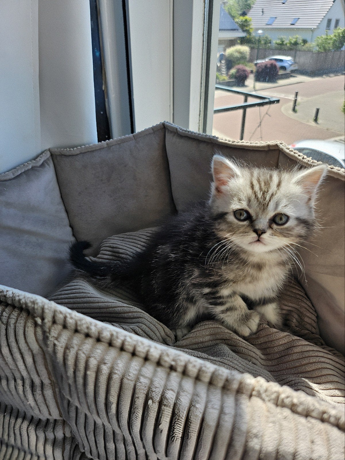 Britse Korthaar kater en poesje, Dieren en Toebehoren, Katten en Kittens | Raskatten | Korthaar, Kater, 0 tot 2 jaar, Ontwormd