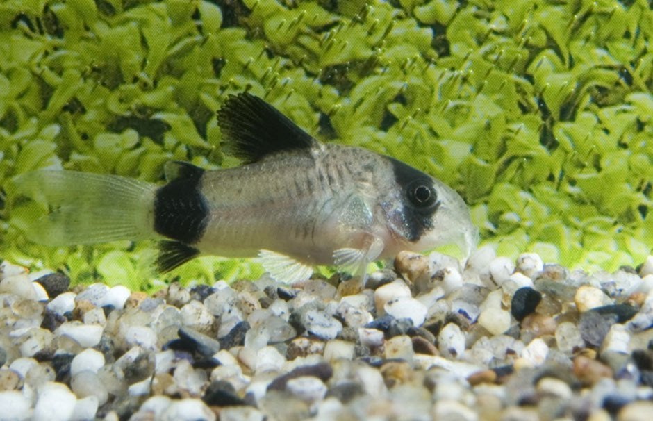 corydoras panda €3,95, ., Overige typen, Nieuw, Ophalen of Verzenden