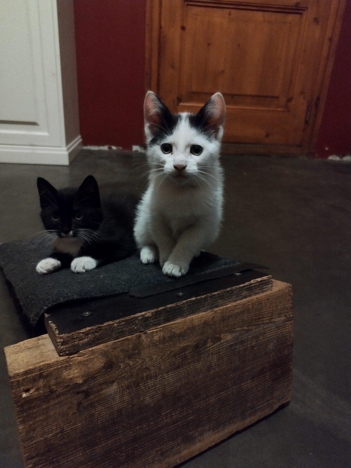 Kittens te koop, Meerdere dieren, Kortharig, 0 tot 2 jaar
