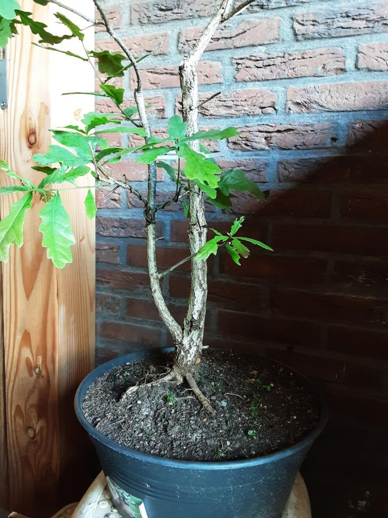 Eikenboom als bonsai starter, Tuin en Terras, Planten | Bomen, Ophalen, Bloeit niet, Halfschaduw, Overige soorten