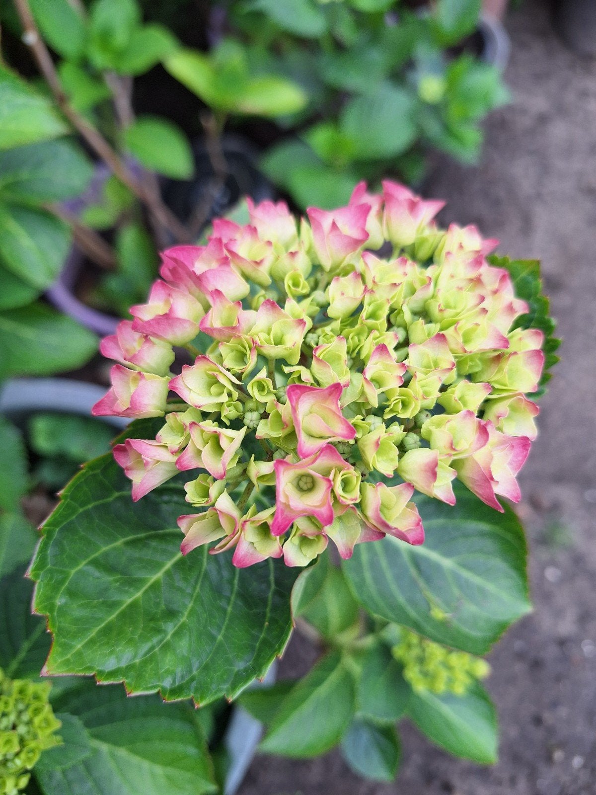 Hortensia (Hydrangea) - Roze/Groen, Ophalen