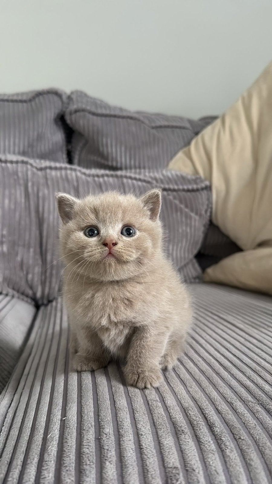 Lieve Britse korthaar kittens zoeken een liefdevol thuis, Dieren en Toebehoren, Katten en Kittens | Raskatten | Langhaar, Meerdere dieren