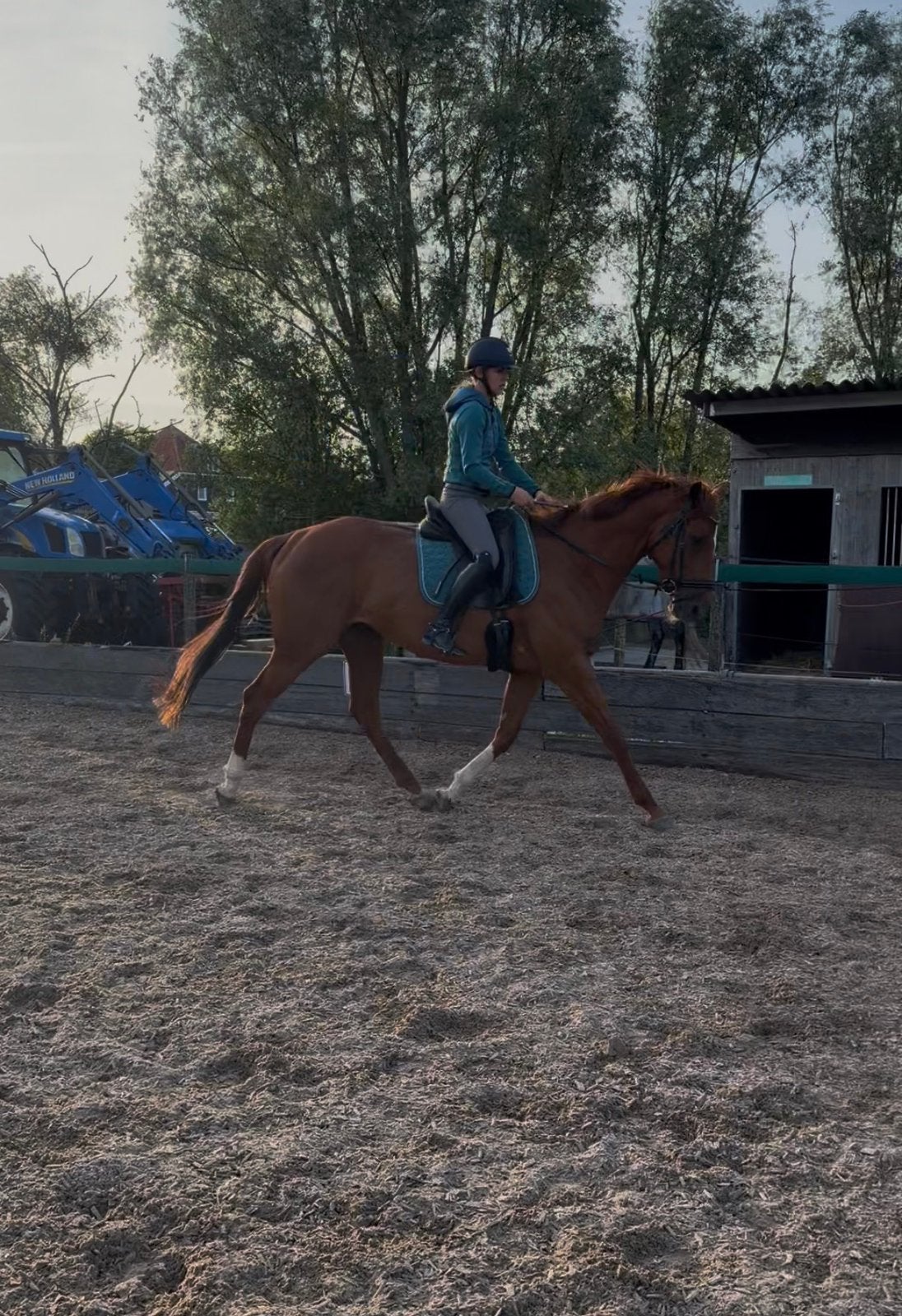 Bijrijder gezocht voor deze lieve merrie, Ophalen of Verzenden
