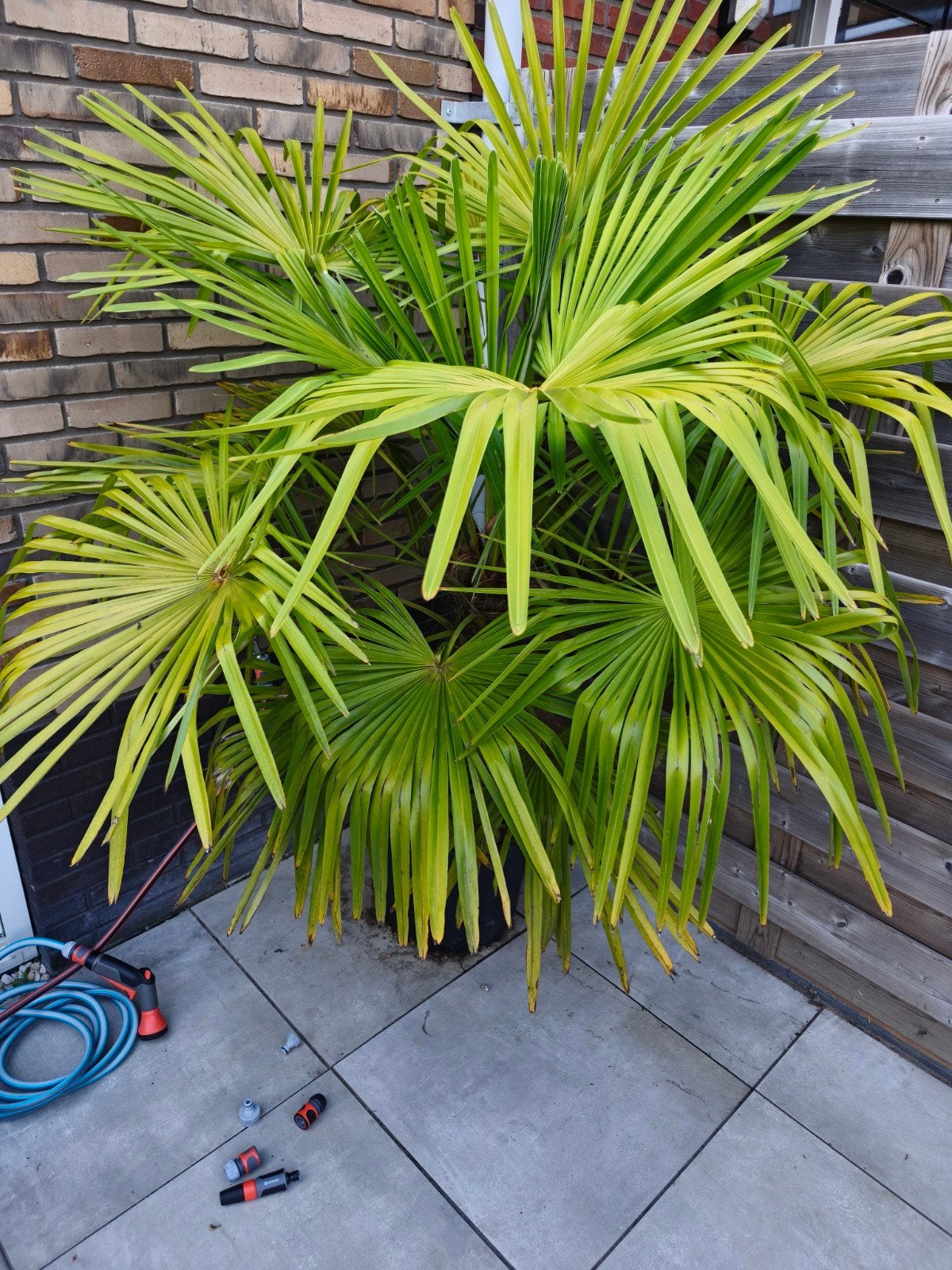 Waaier Palm, Ophalen, Bloeit niet, Overige soorten, Volle zon