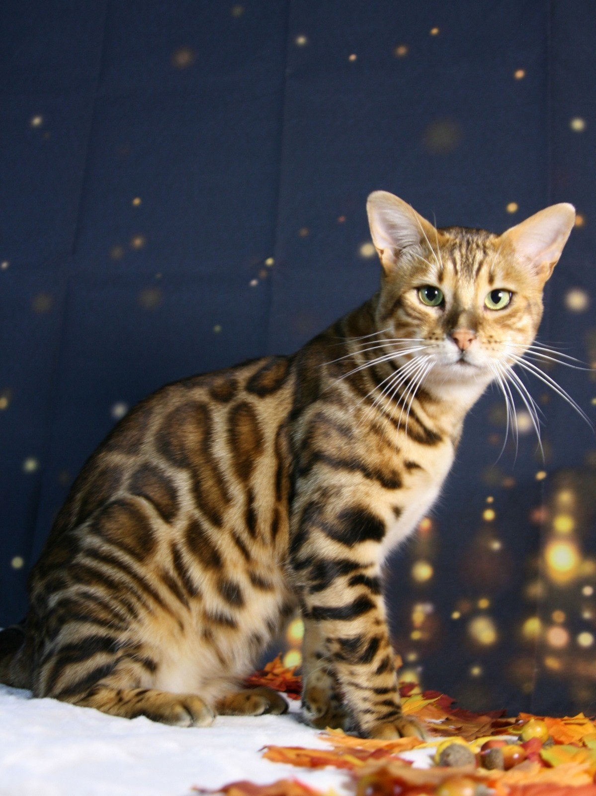 Bengaal kater, Dieren en Toebehoren, Katten en Kittens | Raskatten | Korthaar, Kater, 3 tot 5 jaar, Gechipt, Ontwormd, Ingeënt