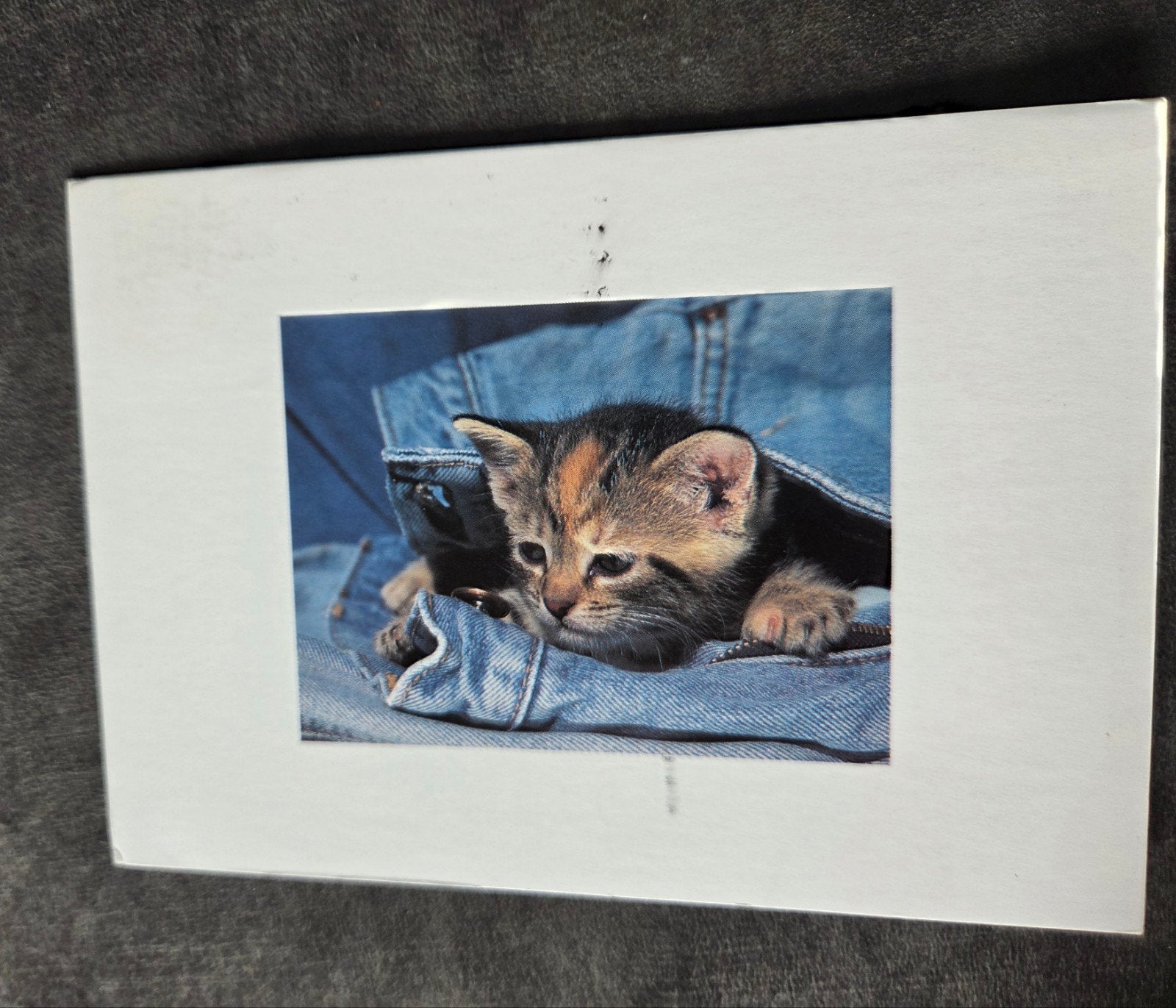 Kitten in jeans - ANSICHTKAART, Verzenden, Gelopen, Hond of Kat