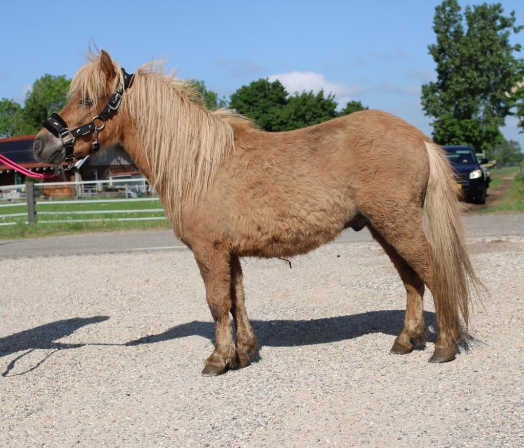 Te koop 7 super knappe shetlander en een betuigd A pony, Ruin, A pony (tot 1.17m), Recreatiepony, Gechipt