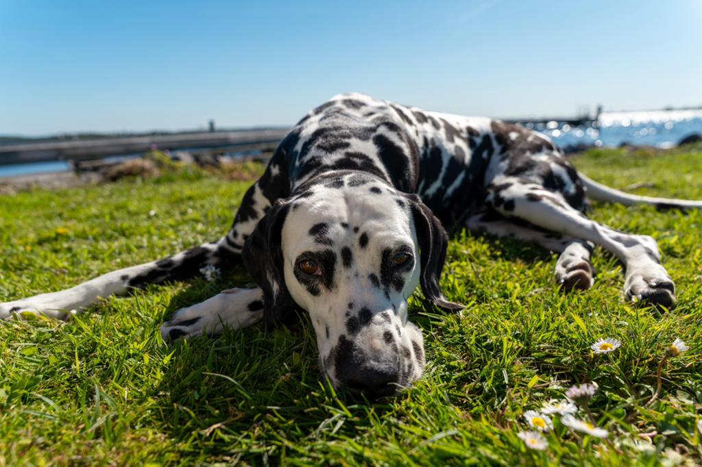 Dalmatier Puppy’s verwacht van TOP moeder! Puppy dalmatiers, Dieren en Toebehoren, Dalmatiër, 8 tot 15 weken, Meerdere, Meerdere dieren