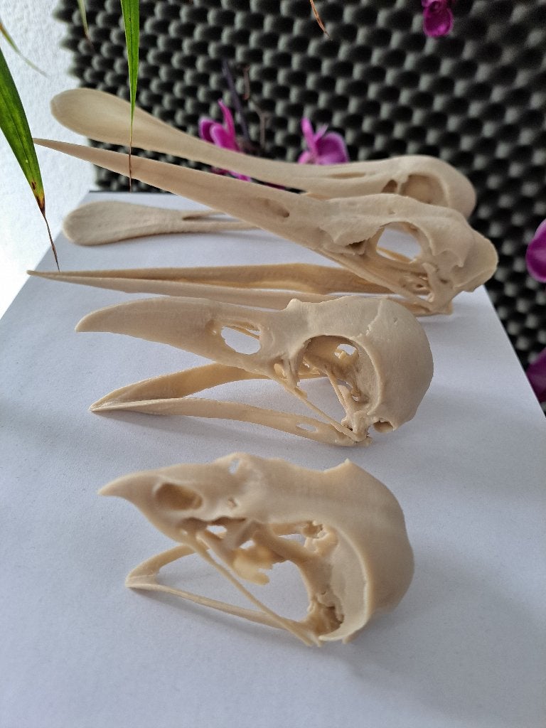 Vogel schedels 3D geprint, Ophalen of Verzenden, Nieuw, Vogel, Schedel