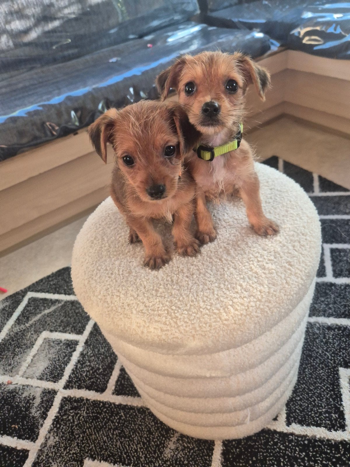 Prachtige norfolkerterriërs kruising, Dieren en Toebehoren, Honden | Jack Russells en Terriërs, Meerdere dieren, Overige rassen
