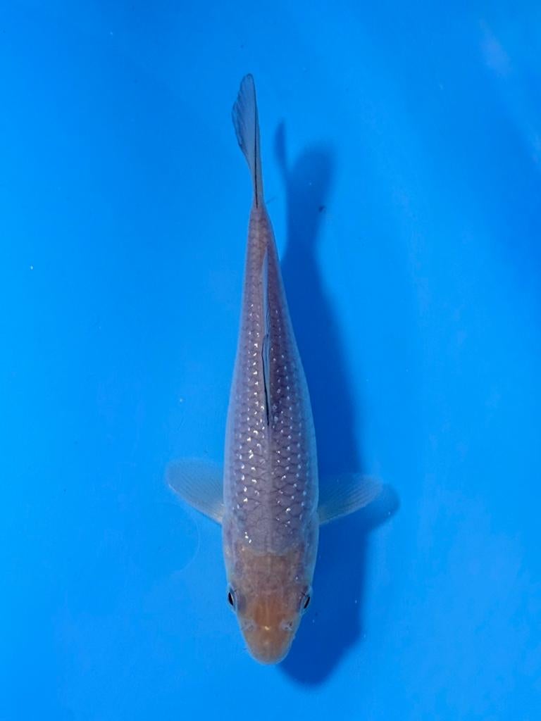 Pearl Ginrin Soragoi | Tosai 14–18 cm | Kase, Dieren en Toebehoren, Karper of Koi