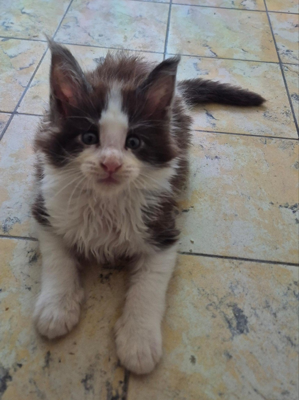 Maine coon katertje met stamboom, Dieren en Toebehoren, Katten en Kittens | Raskatten | Langhaar, Kater, Met stamboom, 0 tot 2 jaar