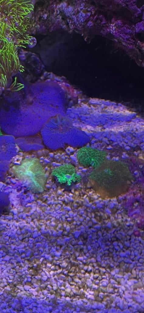 Groene Discosoma (Groene Oren) – Frag – Mini Reef Lab, Overige typen, Zoutwatervis