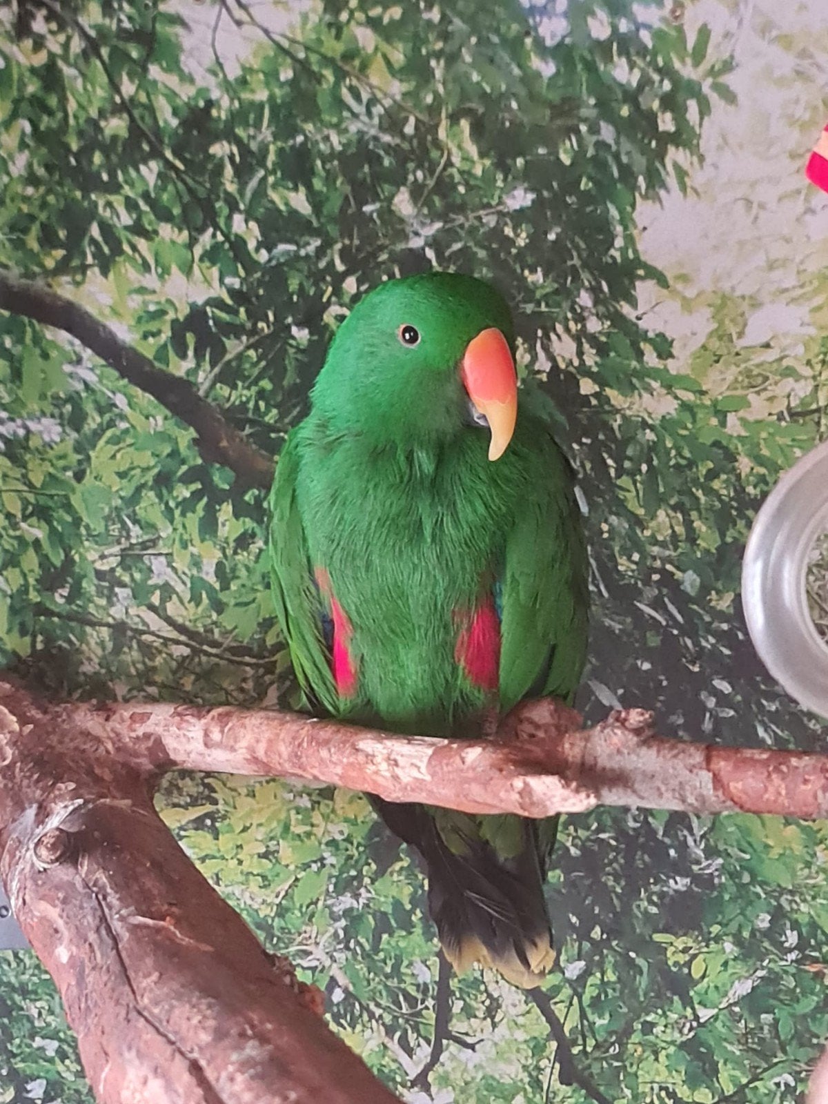 Edelpapegaai man, Dieren en Toebehoren, Mannelijk, Papegaai, Pratend