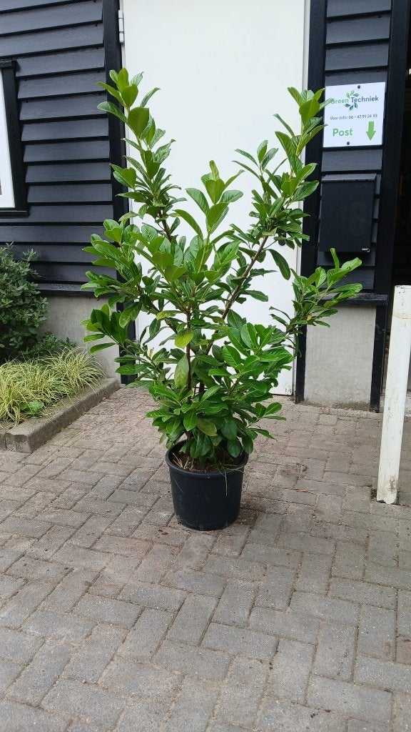 Prunus l. Novita (volle struiken!) IN POT! 125+ hoog, Ophalen of Verzenden, Laurier, Struik, 100 tot 250 cm