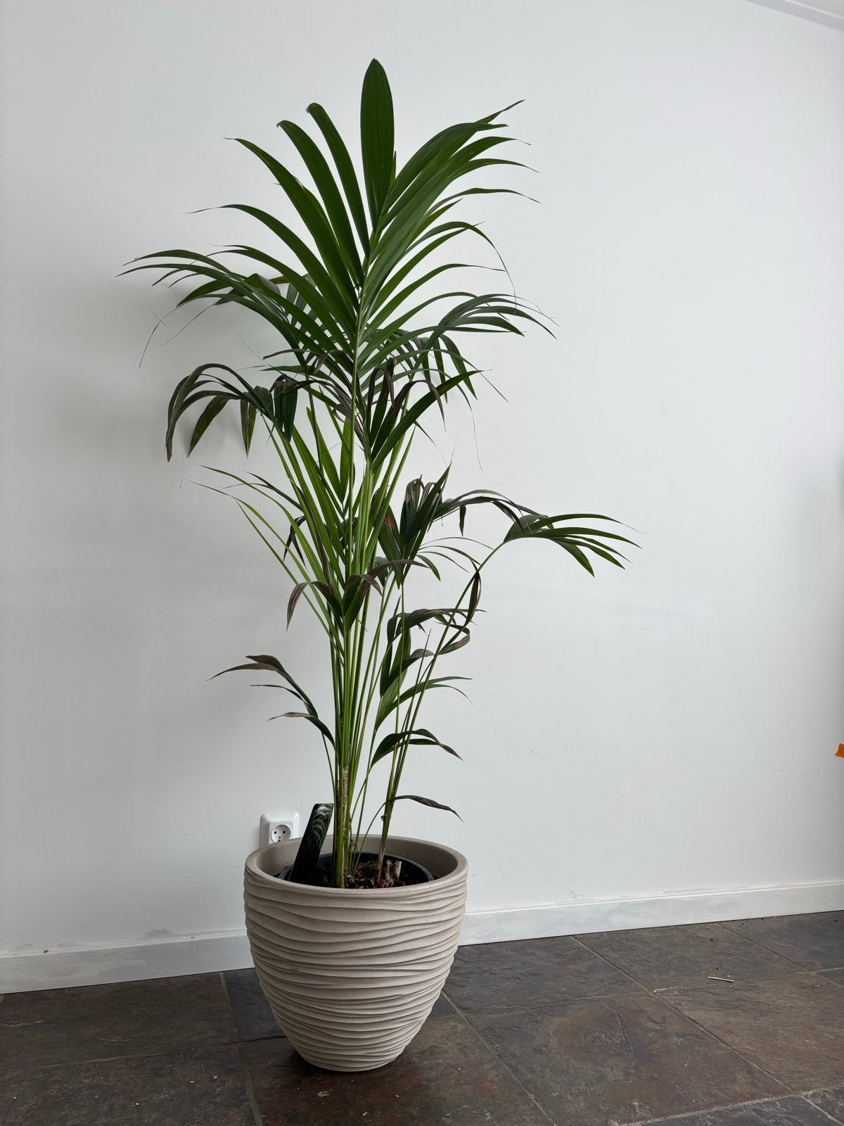 Kentia Palm plant- 120 cm, Ophalen, 100 tot 150 cm, Palm, Halfschaduw