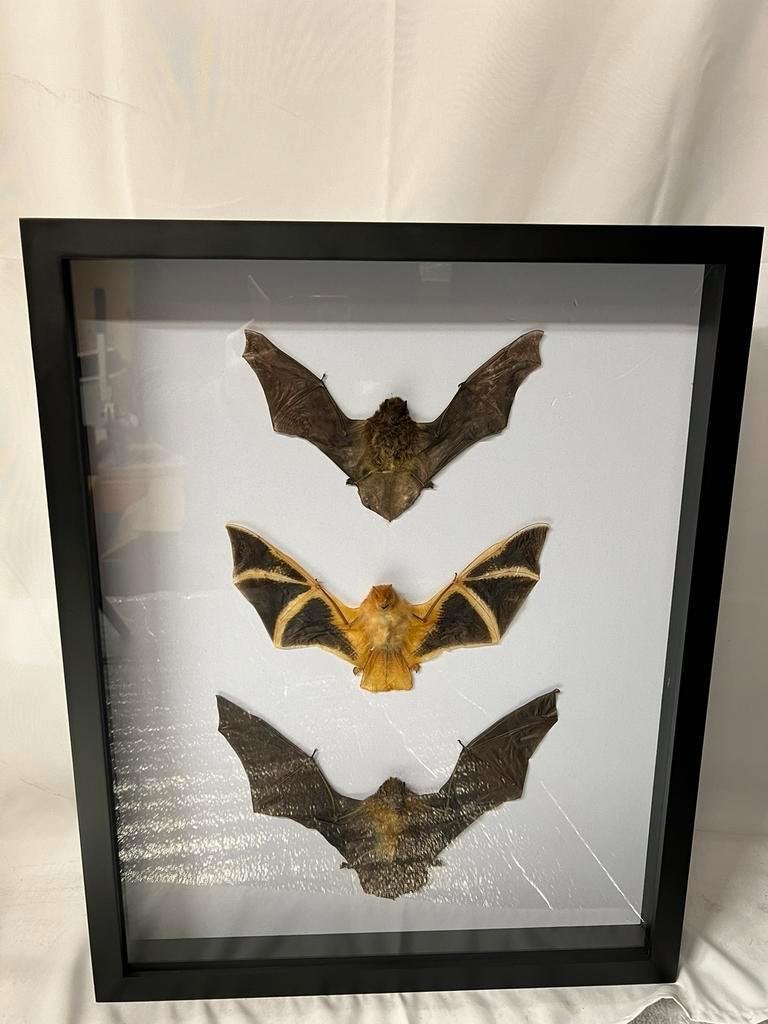 3 vleermuizen in luxe lijst 50 x 40 x 5,5 cm, Ophalen of Verzenden, Nieuw, Insect, Opgezet dier