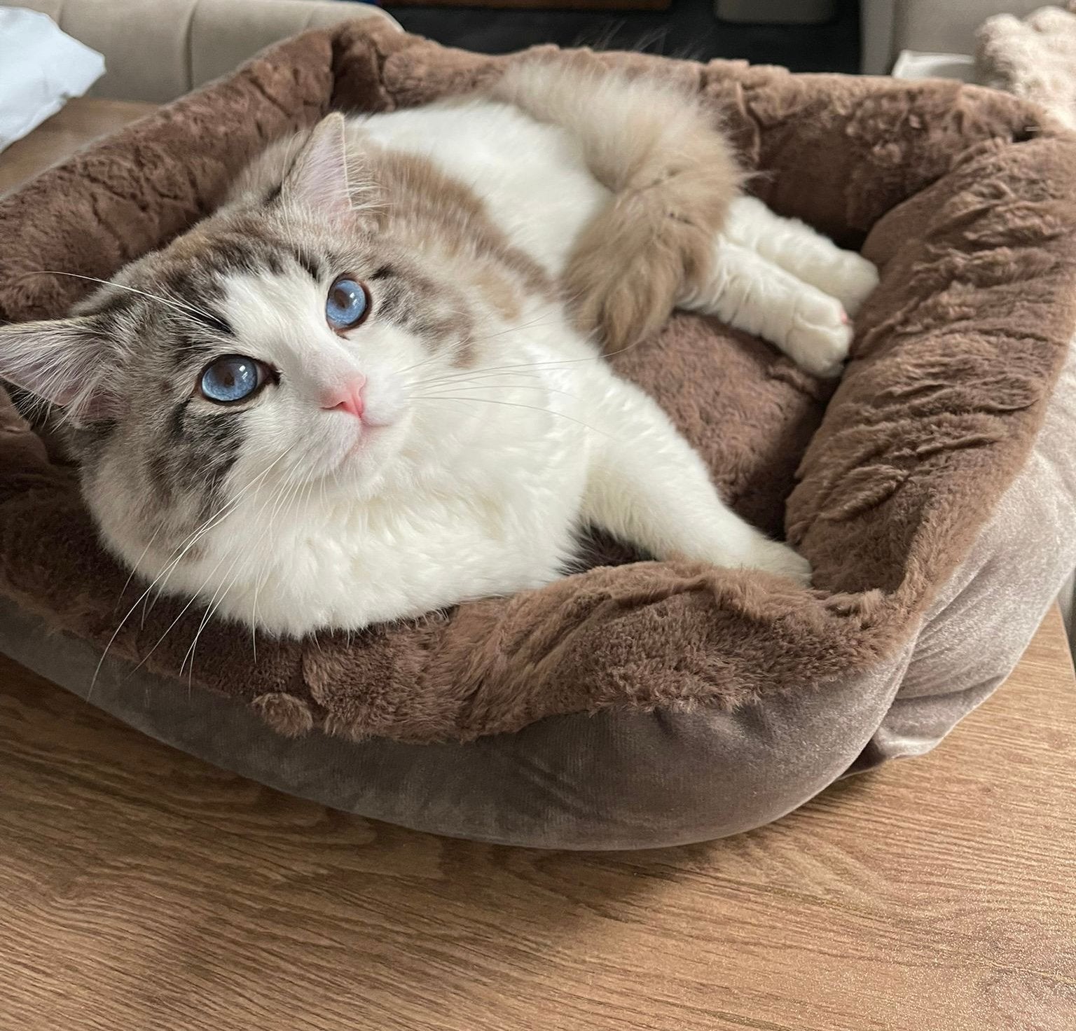 !Dekkater! Ragdoll Blue lynx bicolor (tabby) met blauwe ogen, Kater, Gechipt