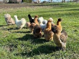 Zijdehoen kippen [ KNUFFELKIPPEN ], Vrouwelijk, Kip