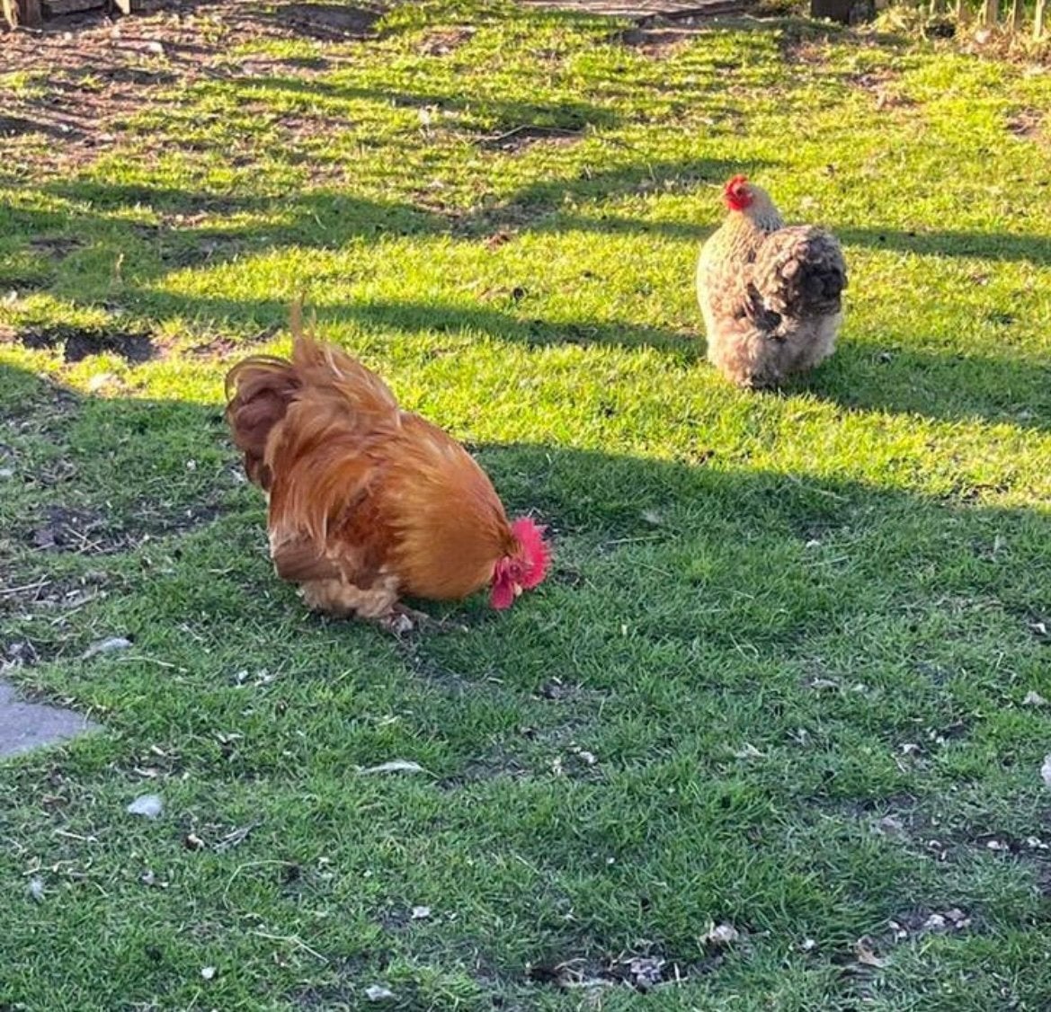 Broedeieren cochin krielkippen, Dieren en Toebehoren, Pluimvee, Geslacht onbekend, Kip