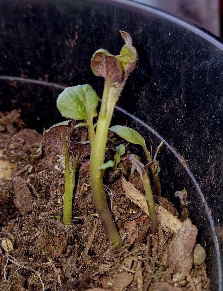 Aardappelplantje in pot - Kweek je eigen aardappels, Ophalen of Verzenden, Bloeit niet, Halfschaduw, Groenteplanten