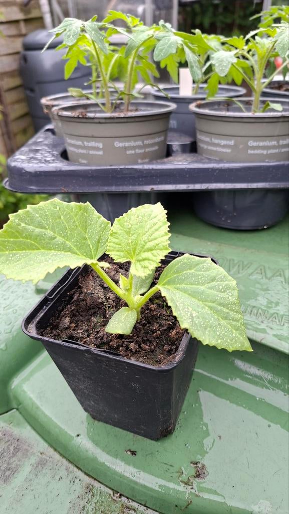 Ogenmeloen, Tuin en Terras, Planten | Tuinplanten, Ophalen, Bloeit niet, Overige soorten, Volle zon