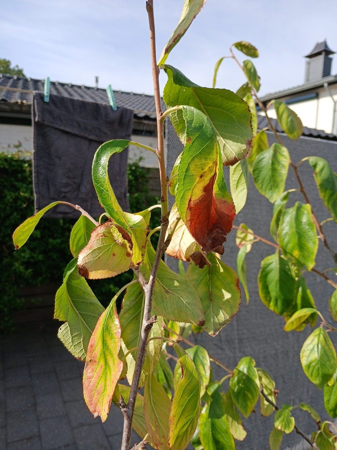 Kachel hout te koop gevraagd, Ophalen of Verzenden, Lente