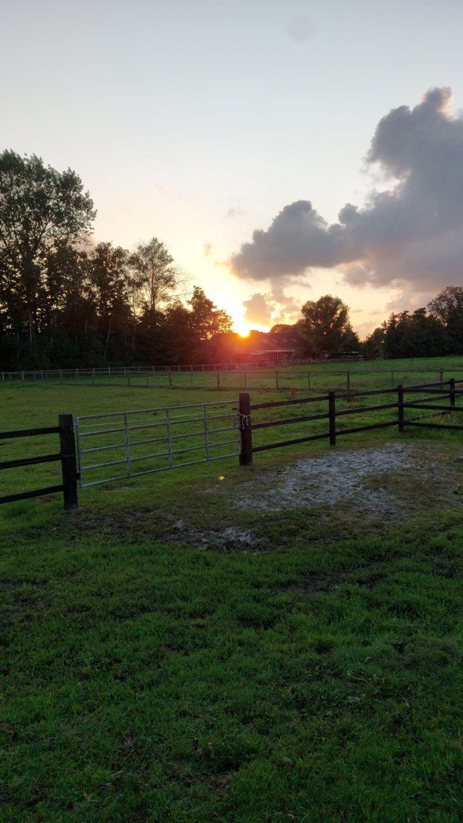 Gezocht weide schapen / lammeren, Dieren en Toebehoren, Meerdere dieren, Schaap