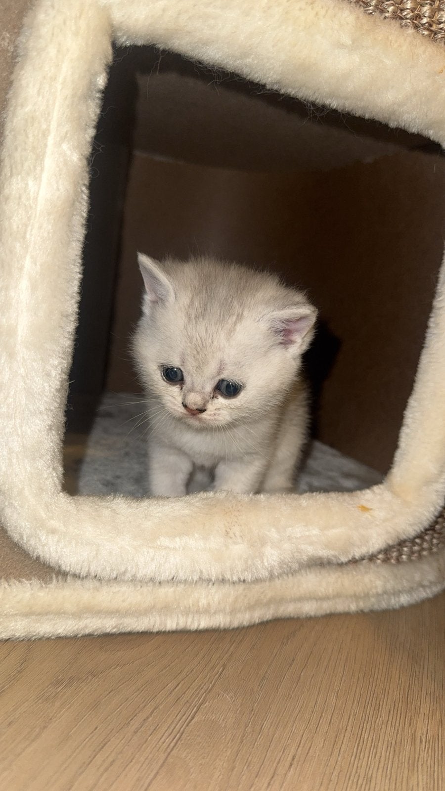 Britse Korthaar kittens - 1 beschikbaar, Poes, Ontwormd, 0 tot 2 jaar