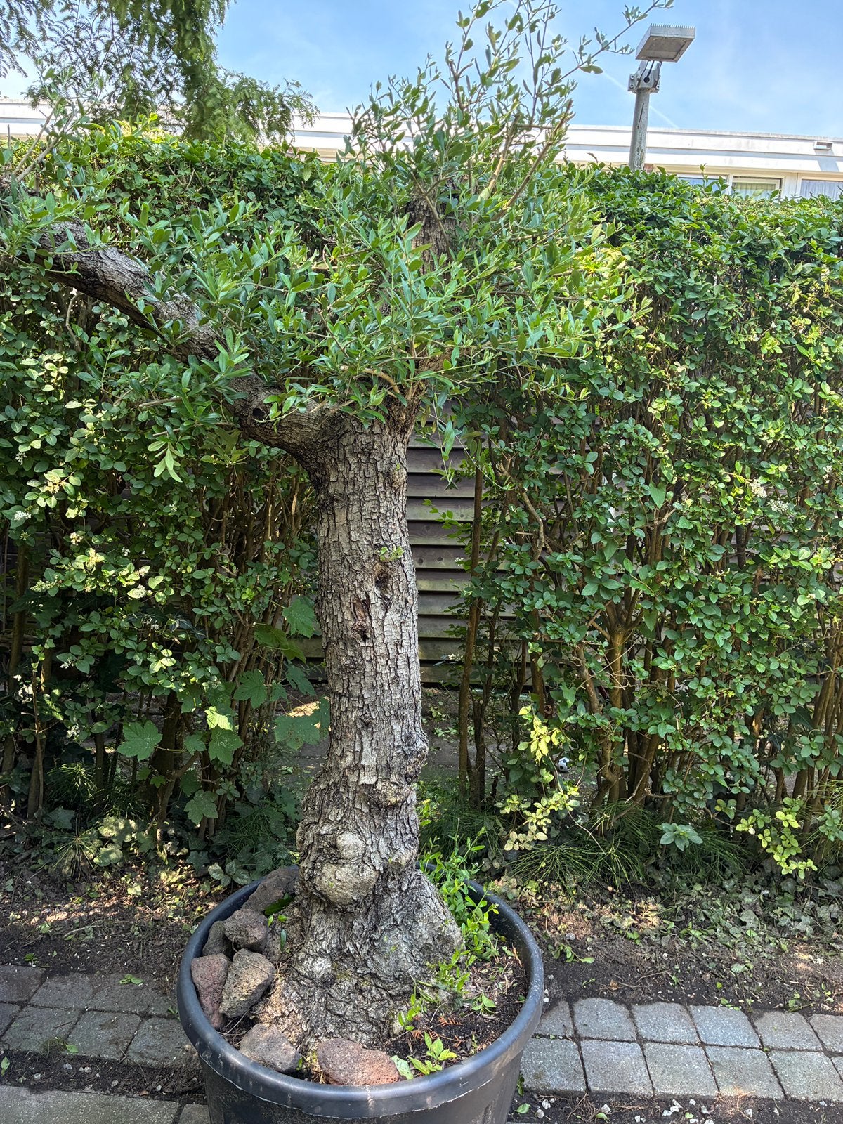Olijfboom europeau, 100 tot 250 cm, Olijfboom, Zomer, Ophalen