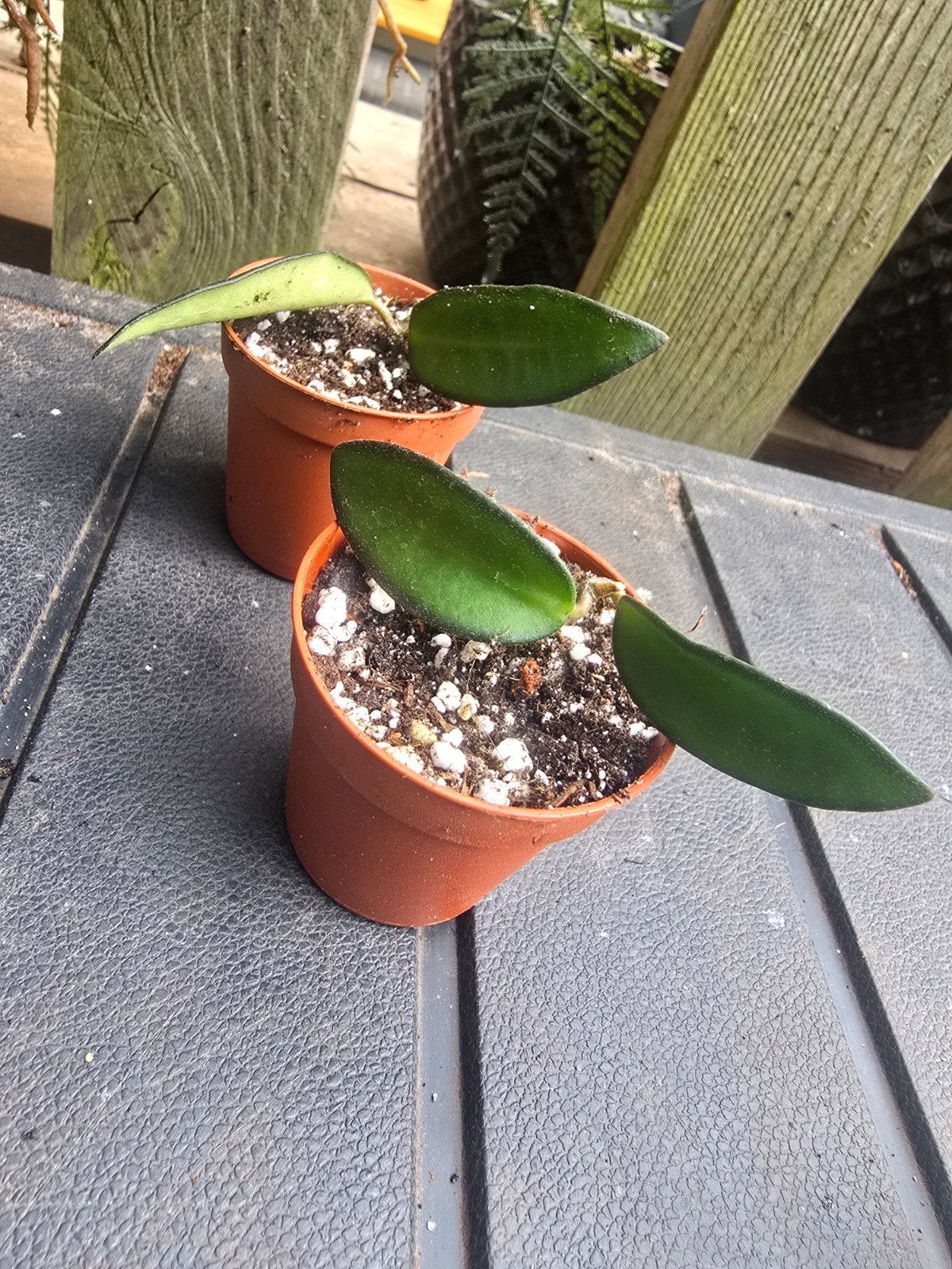 Hoya Rosita stek kamerplant, Ophalen of Verzenden, Halfschaduw, Minder dan 100 cm