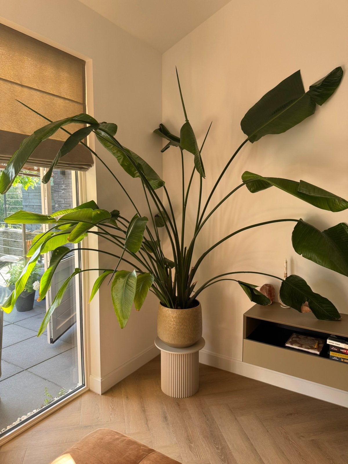 Strelitzia, Ophalen, Volle zon, 150 tot 200 cm