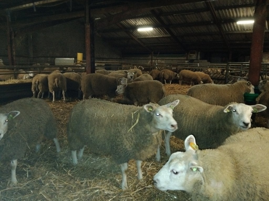 Ooien Swifter-Texelaar, zwoegervrij, ARR/ARR, Dieren en Toebehoren, Schapen, Geiten en Varkens, Vrouwelijk, Schaap, 0 tot 2 jaar