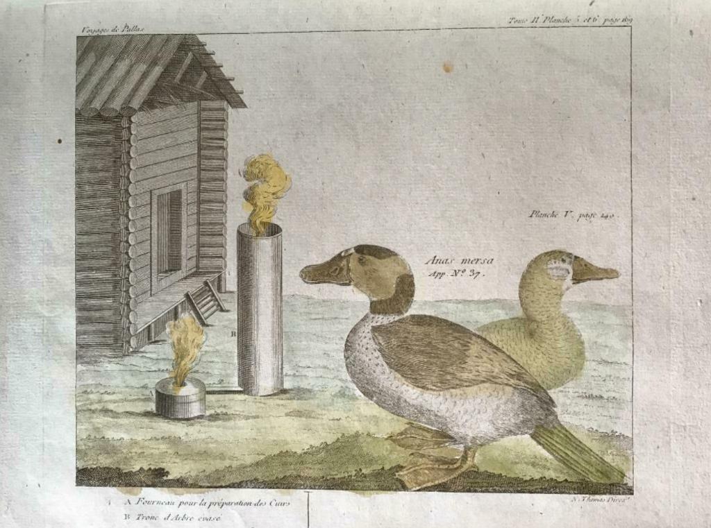1835 Gravure, eenden / Vogels / Voyage de Pallas - P0404, Antiek en Kunst, Ophalen of Verzenden, Ets, 1800 - 1899