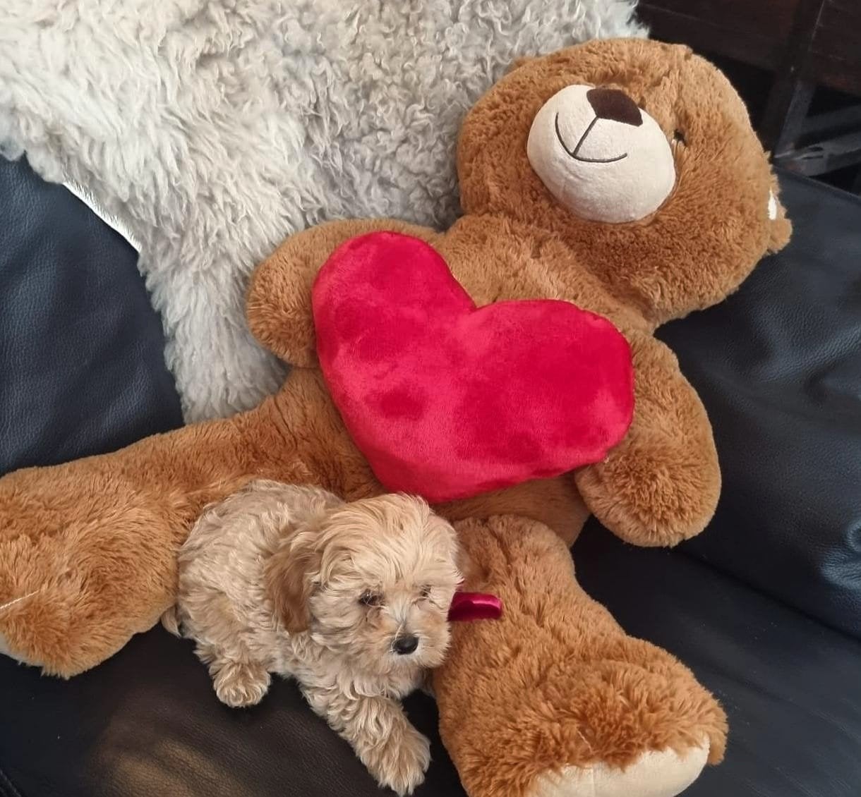 te koop prachtige maltipoo pups, 8 tot 15 weken, Parvo, Meerdere, Meerdere dieren