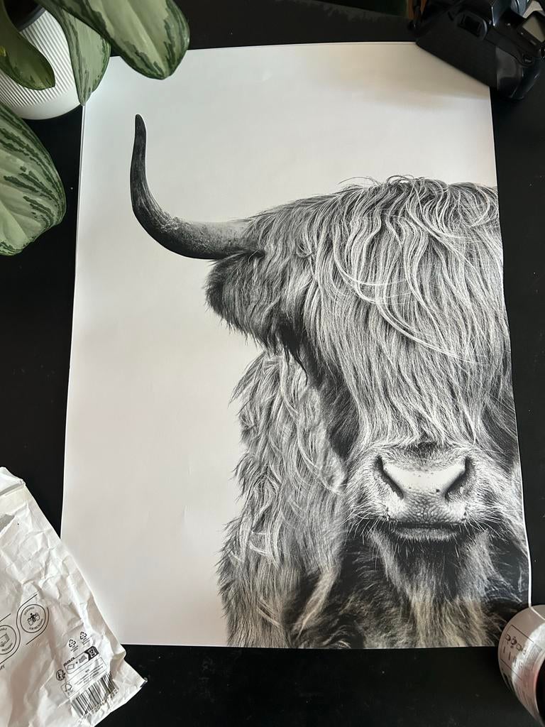 Desenio zwart wit dierenposter, Verzamelen, Posters, Rechthoekig Staand, Nieuw, Ophalen of Verzenden, A1 t/m A3