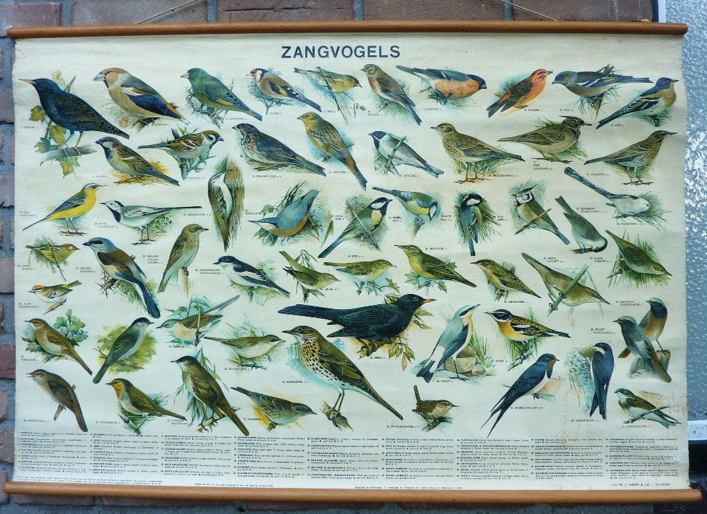 Een hele mooie zangvogel schoolplaat van Slijjper jaren 50, Ophalen of Verzenden, Geschiedenis