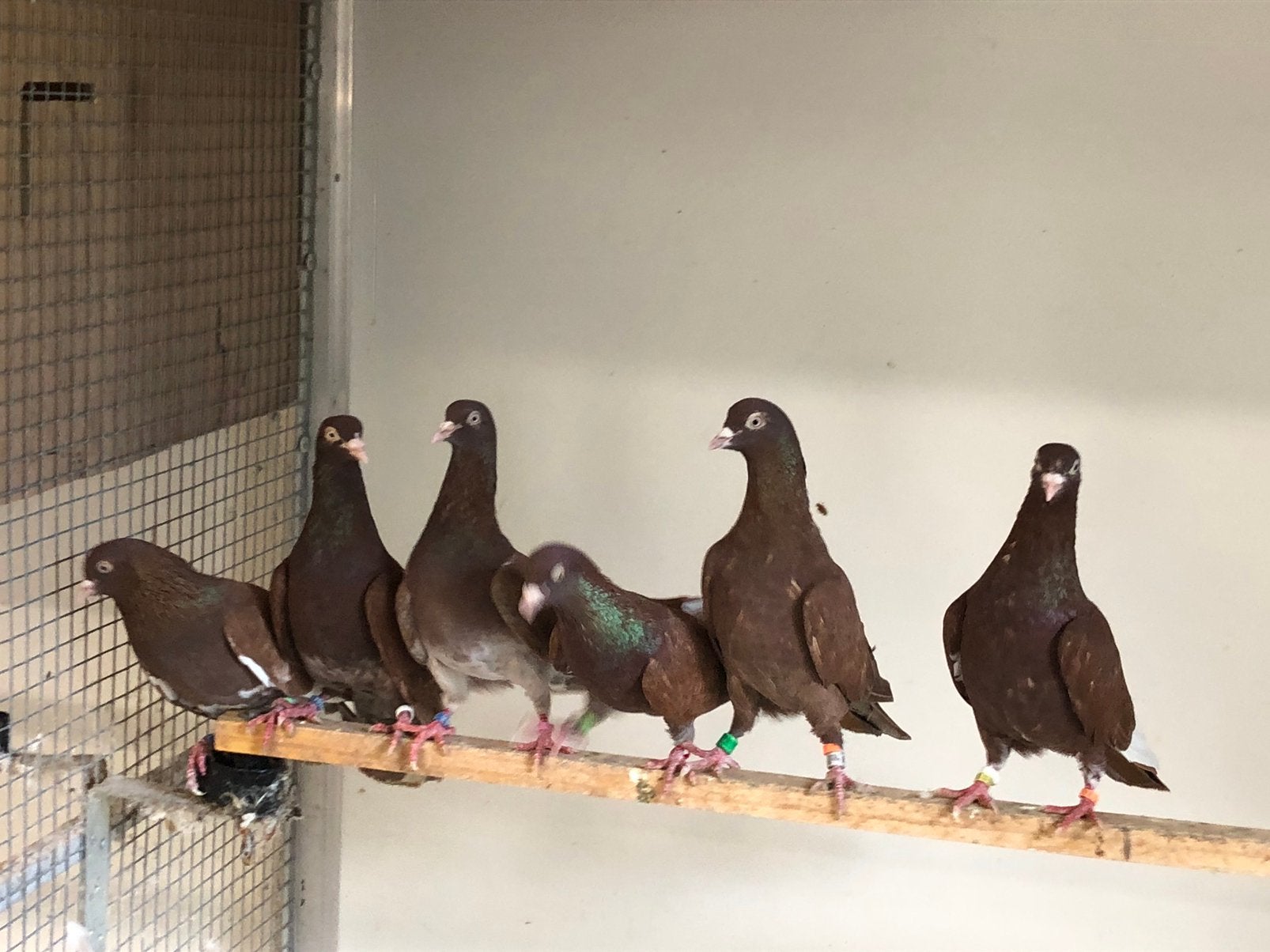 Sheffield Tipplers en 4 gewone Tipplers hoogvliegers, Dieren en Toebehoren, Meerdere dieren