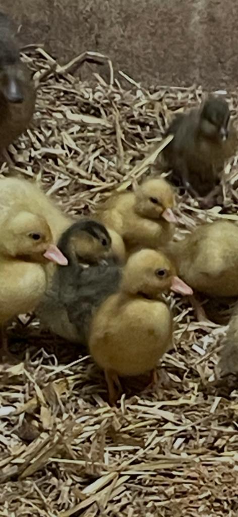 Kwakers kuikens, Dieren en Toebehoren, Geslacht onbekend, Eend