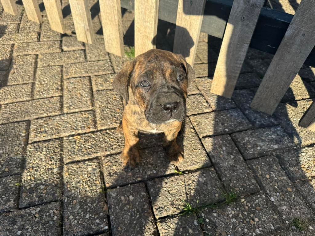 Sterke cane corso x boerboel pup, teefje, Dieren en Toebehoren, 8 tot 15 weken, Teef, Groot, Meerdere