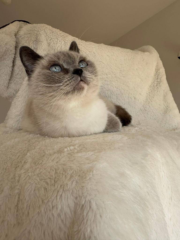 Raszuivere Britse Korthaar Blue Point Poesje!, Poes, Gechipt, 3 tot 5 jaar