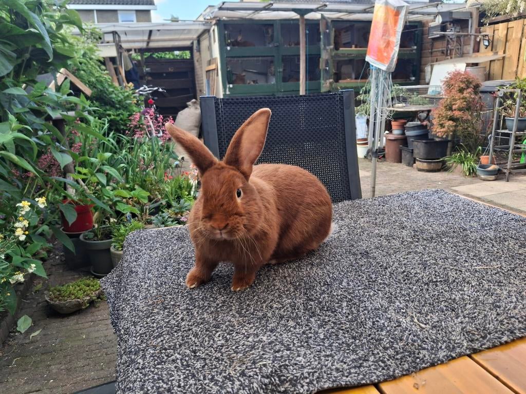 Jonge Rode Nieuwzeelander ram, Mannelijk, Middelgroot