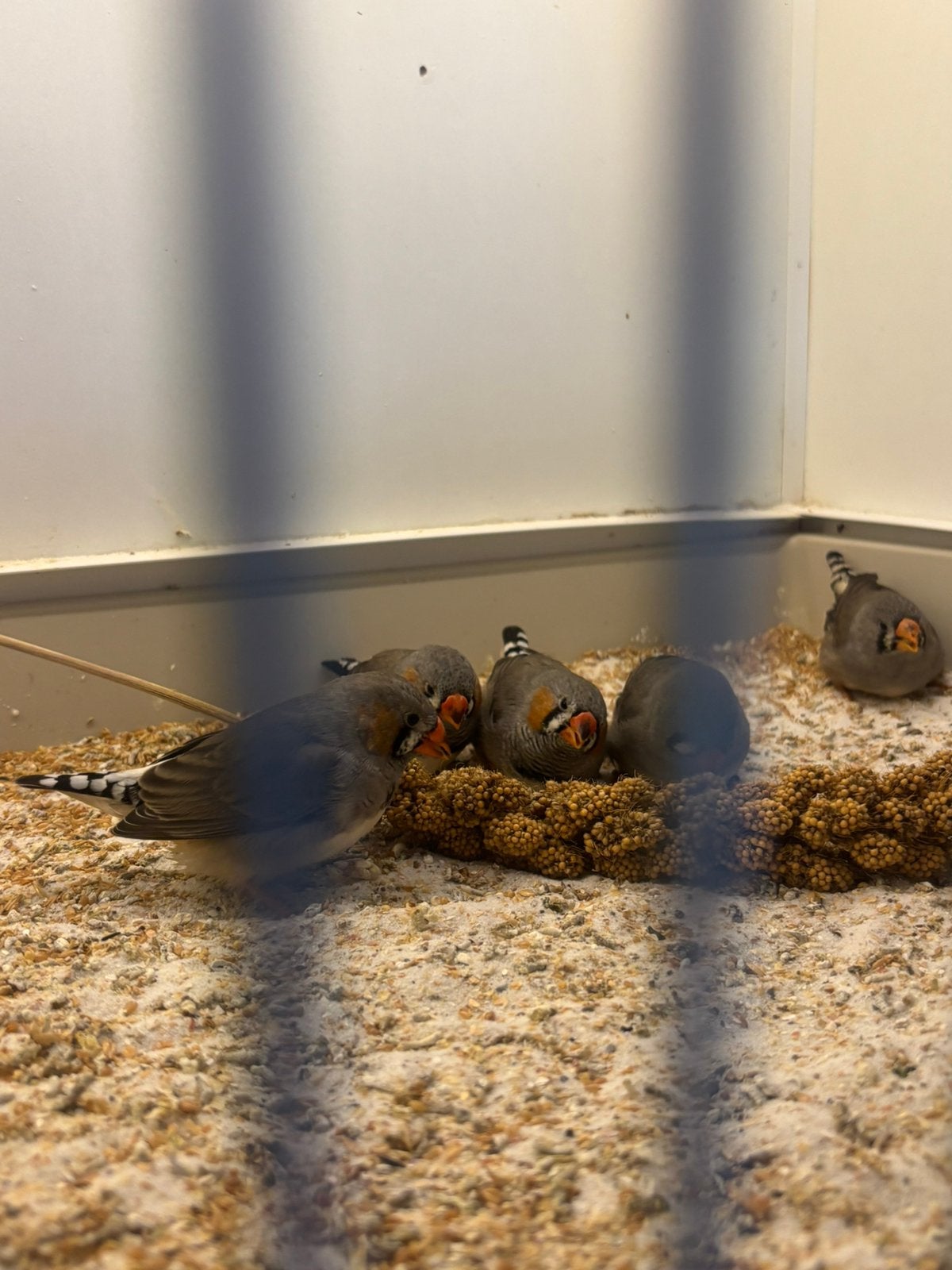 Zebravink, Meerdere dieren, Geringd