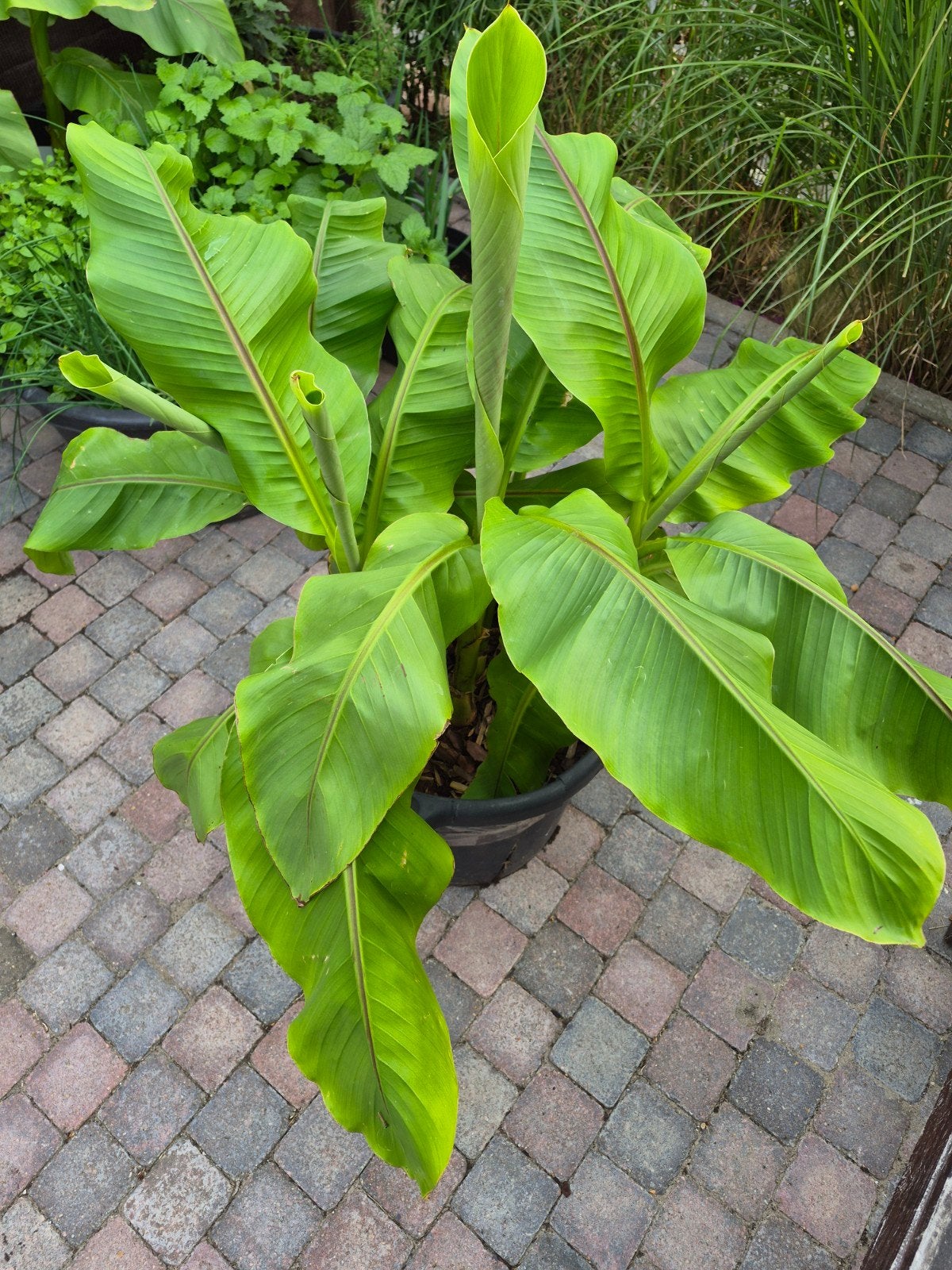 Musa basjoo bananen boom, Ophalen, Halfschaduw, Minder dan 100 cm