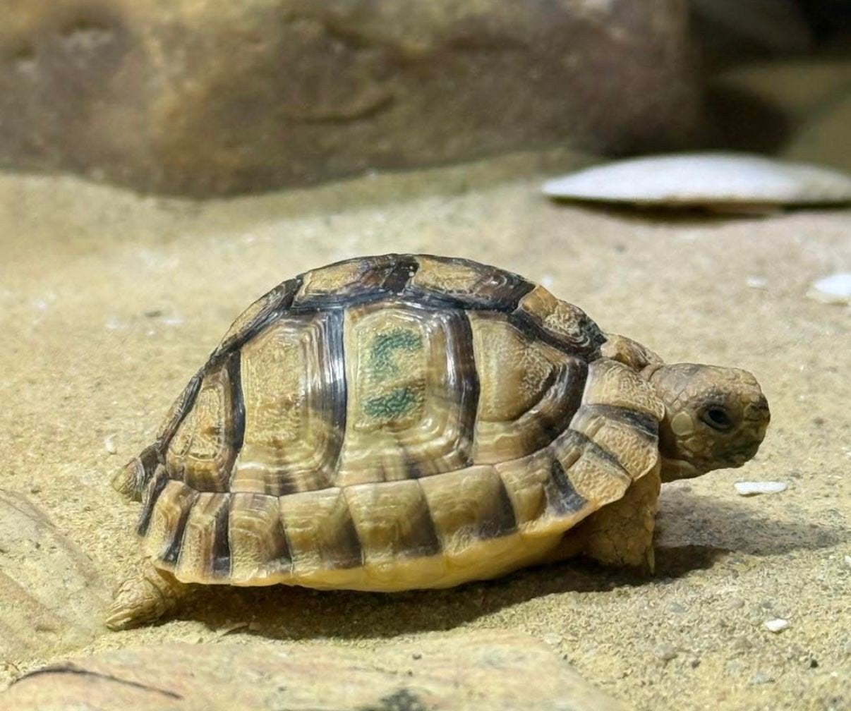 Testudo kleinmanni 2022, 0 tot 2 jaar
